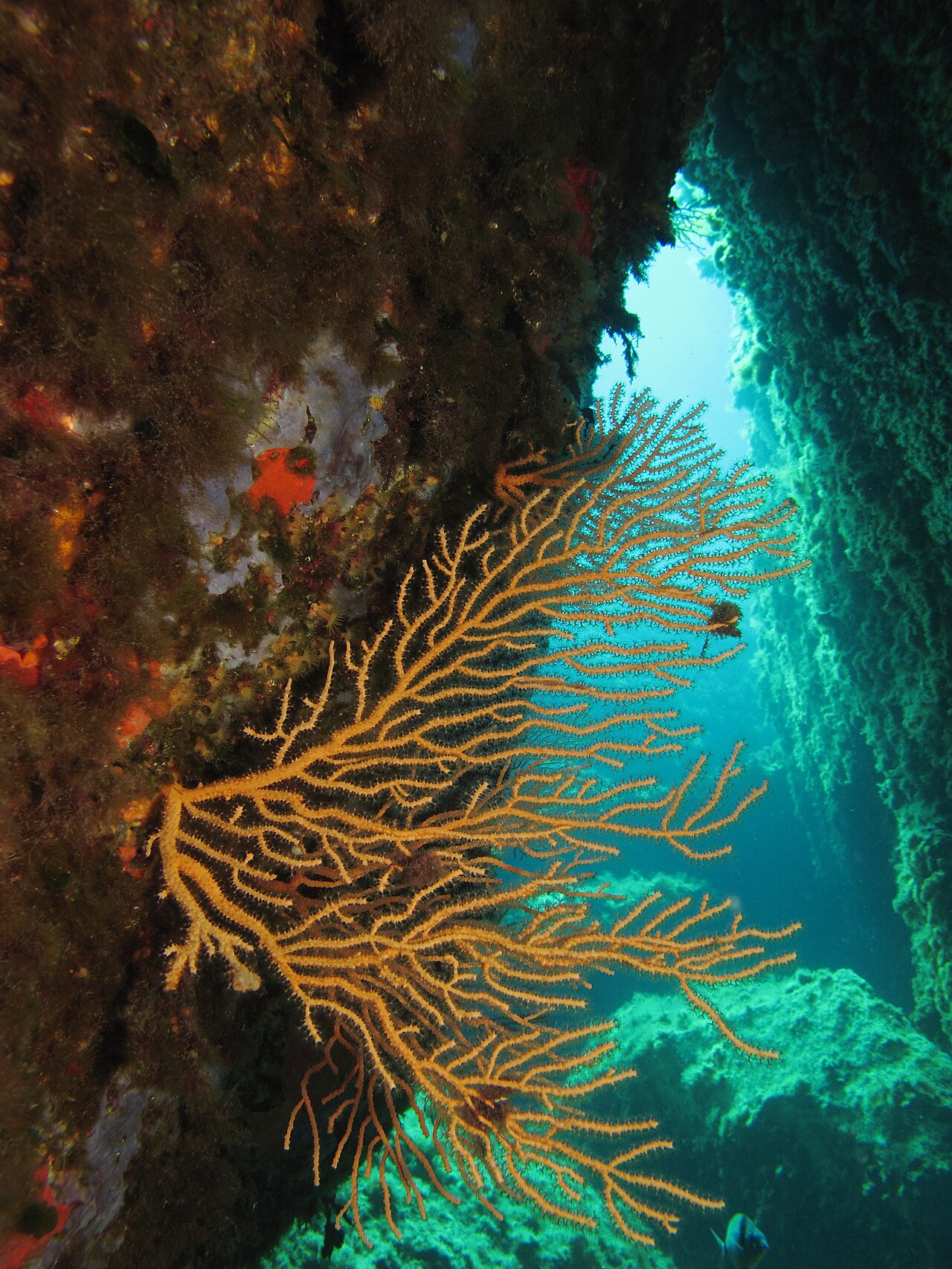 Diving in the Mediterranean Sea near Corsica