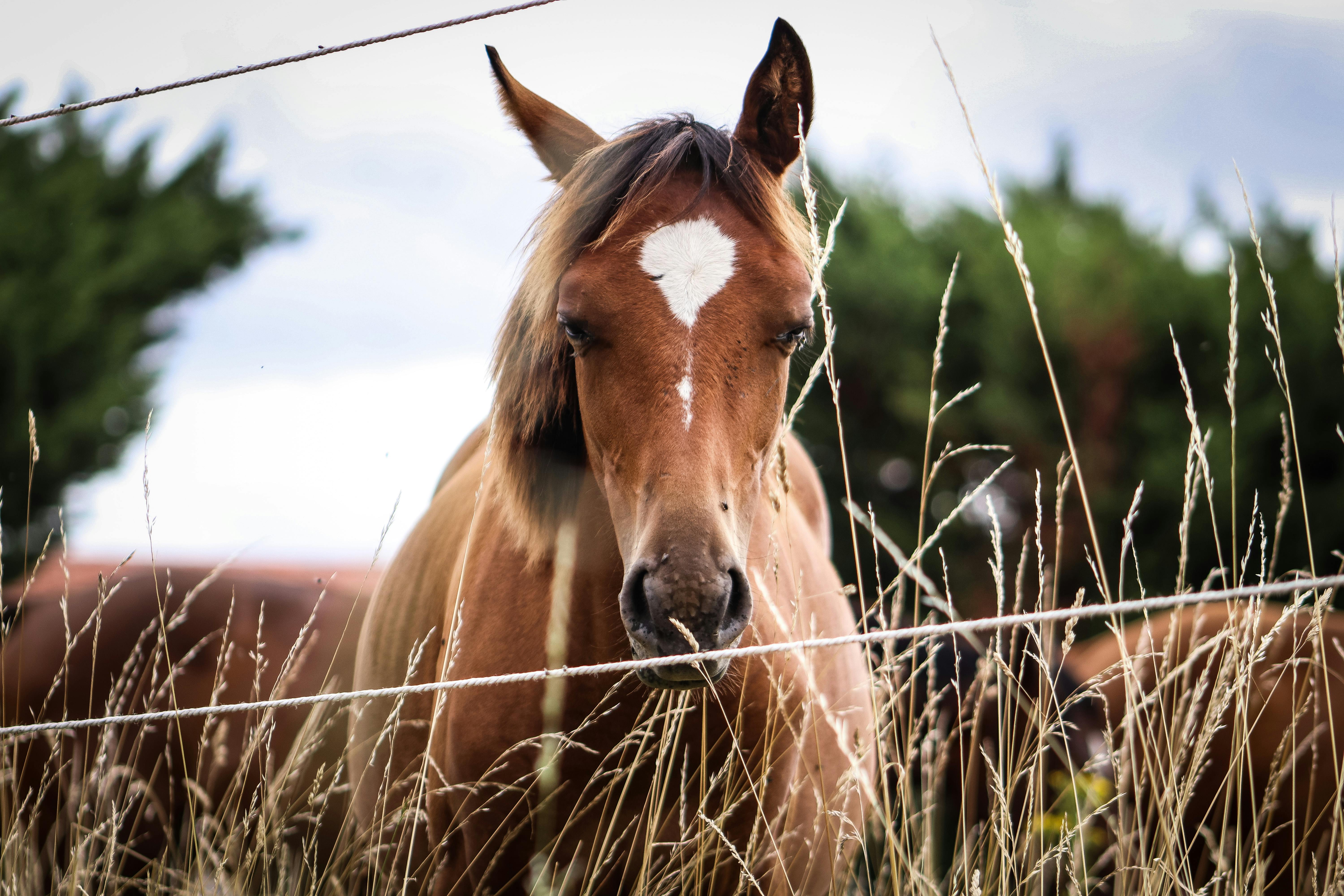 Horse riding on Corsica
