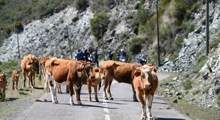 Livestock on the road